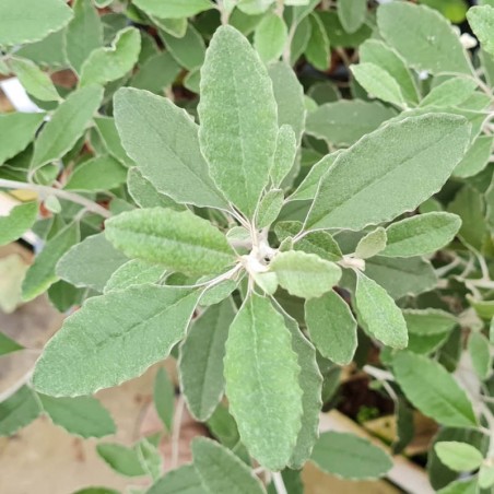 Brachyglottis 'Silver Waves' - leaves