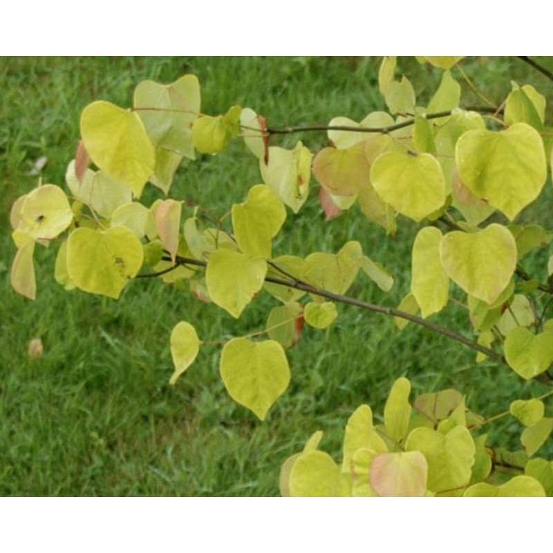 Cercis canadensis 'The Rising Sun' - golden-yellow leaves in early summer