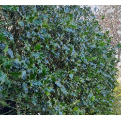 Ilex aquifolium dense hedge