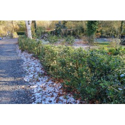 Ilex aquifolium - recently pruned hedge