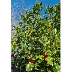 Ilex aquifolium - berrries in autumn