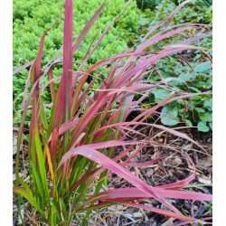 Imperata cylindrica 'Red Baron' - leaf colour in early autumn