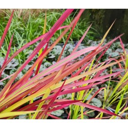 Imperata cylindrica 'Red Baron' - leaf colour in Spring