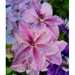 Clematis 'Pink Fantasy' - late summer flowers