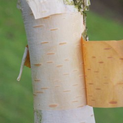 Betula utilis 'Inverleith' - peeling bark on a young tree