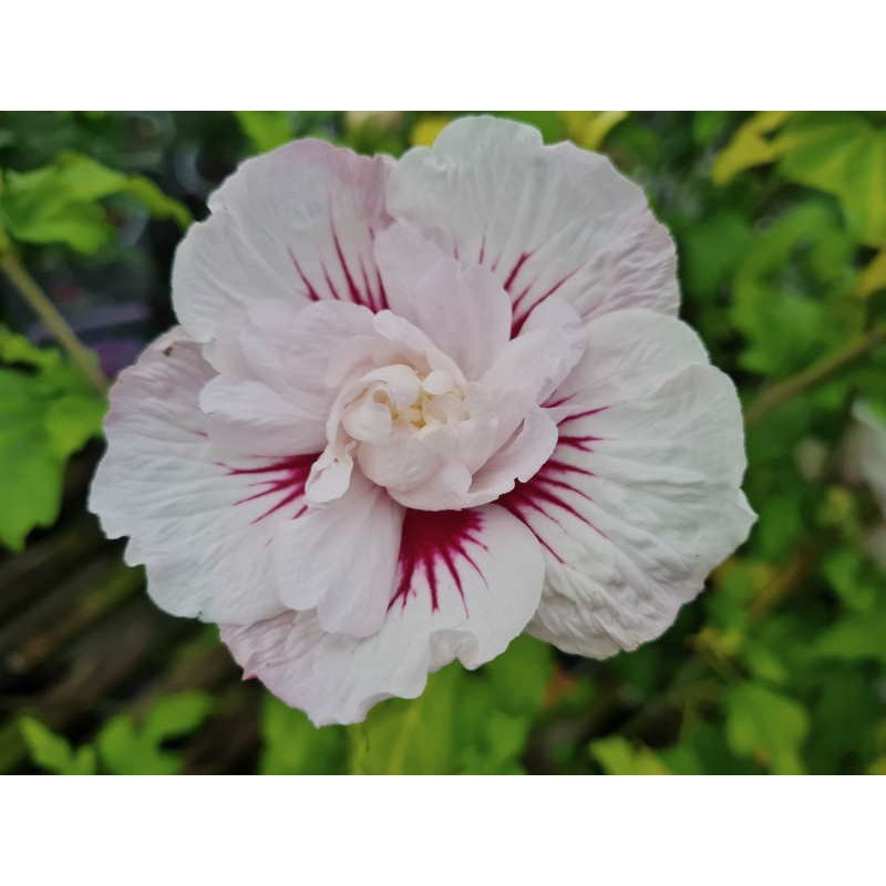 Hibiscus syriacus 'China Chiffon' - flowers in late summer