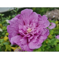 Hibiscus syriacus 'Lavender Chiffon' - late summer flowers