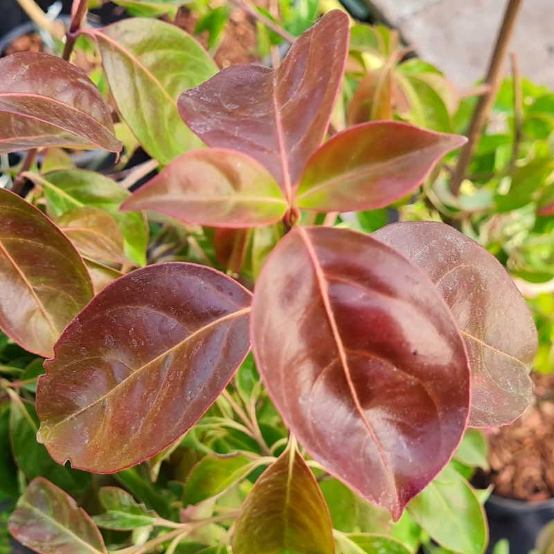 Cornus 'Summer Sky Tree' - purple tinted leaves in winter
