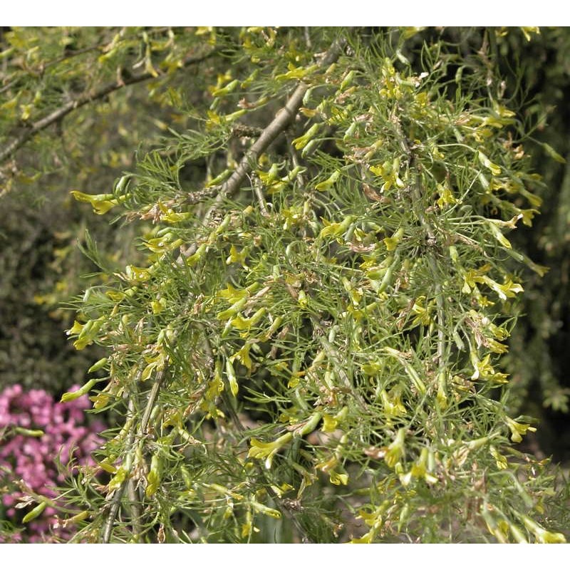 Caragana arborescens 'Pendula' - flowers in late spring