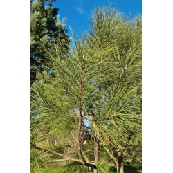 Pinus ponderosa - close up of needles in December