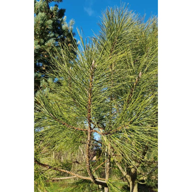 Pinus ponderosa - close up of needles in December