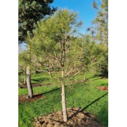 Pinus ponderosa - young tree