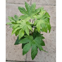 Fatsia japonica - young plant