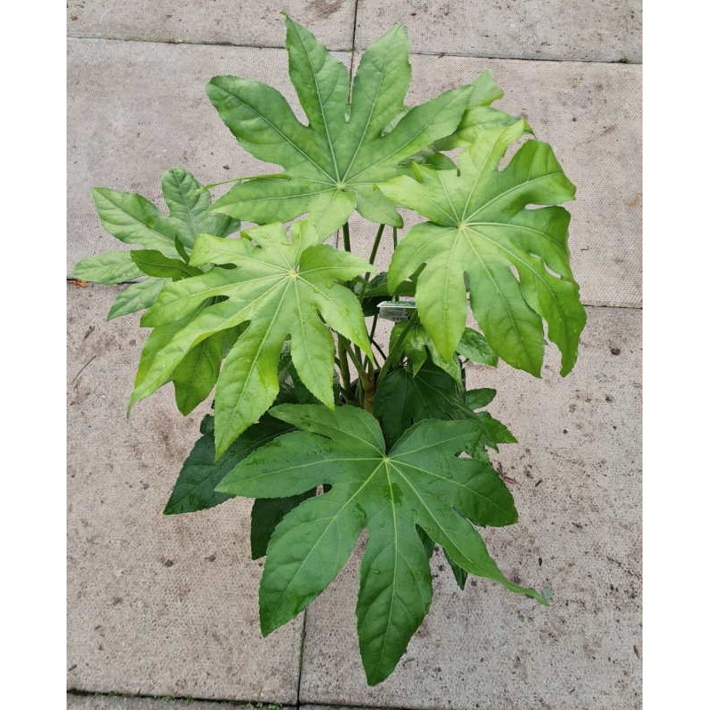 Fatsia japonica - young plant