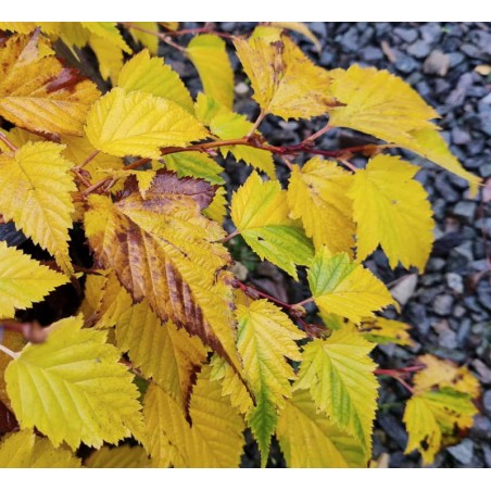 Stephanandra tanakae - bright yellow autumn colour Stephanandra tanakae - bright yellow autumn colour