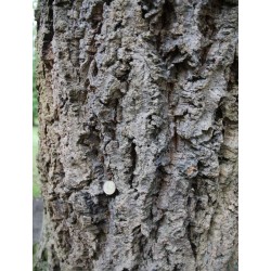 Quercus x hispanica 'Lucombeana' - fissured bark on a mature tree
