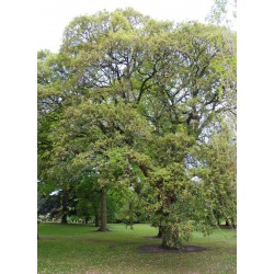 Quercus x hispanica 'Lucombeana' - established tree