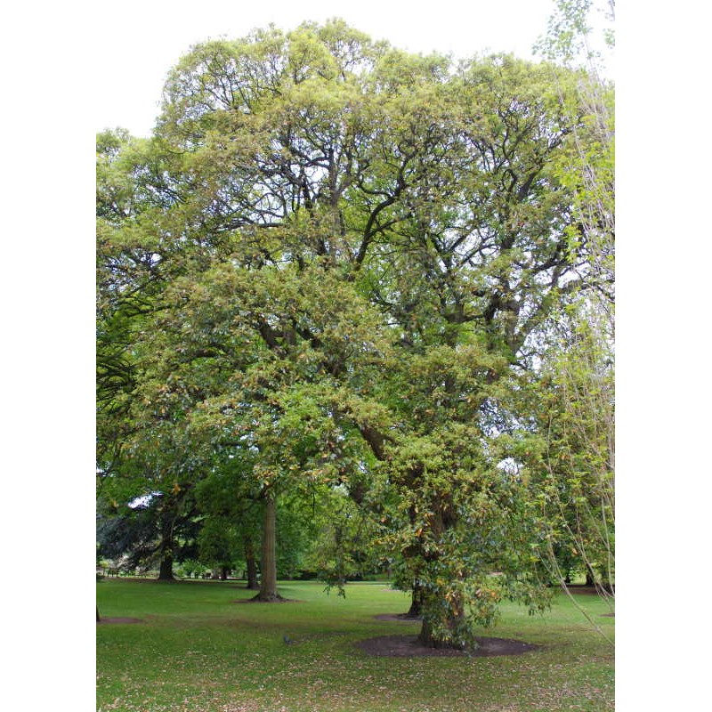 Quercus x hispanica 'Lucombeana' - established tree Quercus x hispanica 'Lucombeana' - established tree