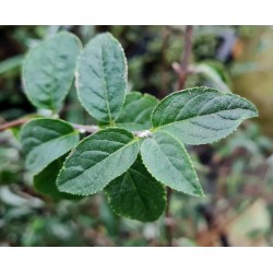 Deutzia monbeigii - leaves in autumn