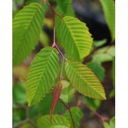 Carpinus japonica - leaves in early summer