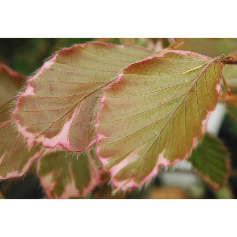 Fagus sylvatica 'Tricolor' - variegated leaves in early summer