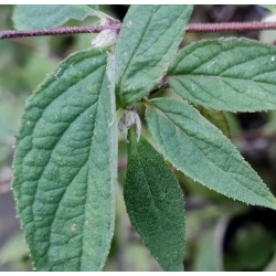 Deutzia glomeruliflora - leaves in autumn