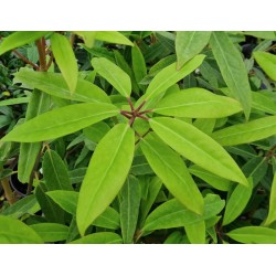 Illicium floridanum 'Halley's Comet' - summer leaves
