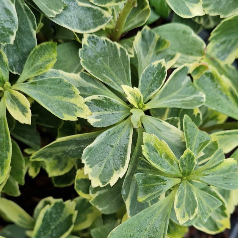 Pachysandra terminalis 'Variegata' - variegated leaves Pachysandra terminalis 'Variegata' - variegated leaves