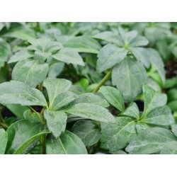 Pachysandra terminalis - dark green leaves