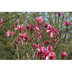 Magnolia 'Margaret Helen' - masses of flower in Spring