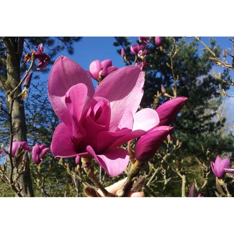 Magnolia 'Margaret Helen' - spring flowers
