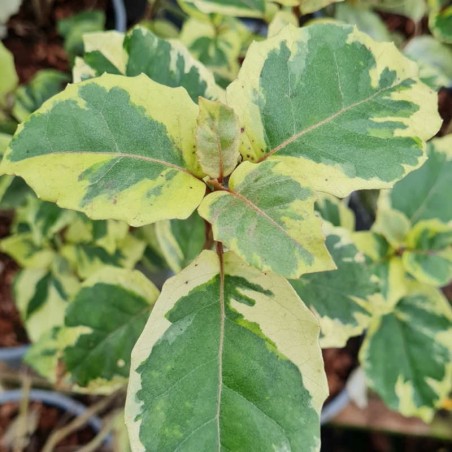 Olearia 'Moondance' - colourful leaves in late autumn Olearia 'Moondance' - colourful leaves in late autumn