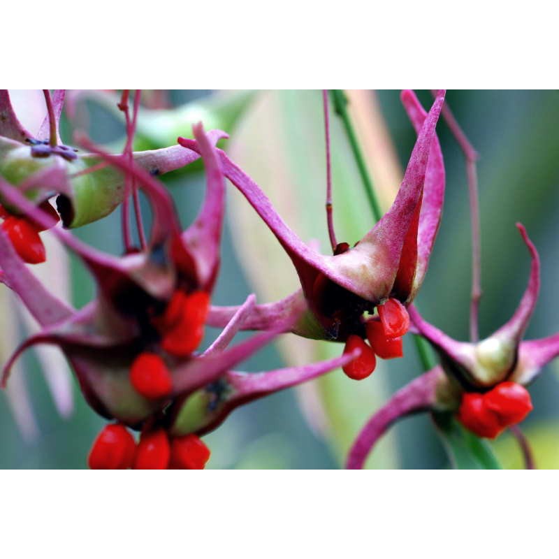 Euonymus cornutus var quinquecornutus - ornamental fruit