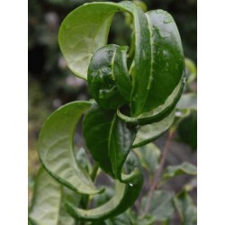 Prunus laurocerasus 'Camelliifolia' - close up of leaves