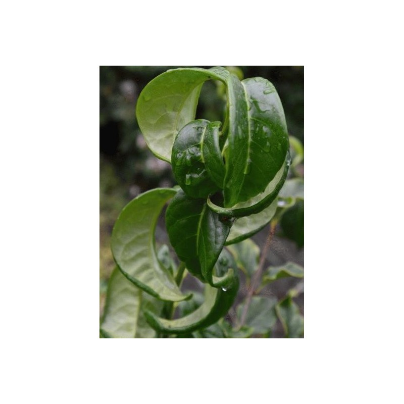 Prunus laurocerasus 'Camelliifolia' - close up of leaves Prunus laurocerasus 'Camelliifolia' - close up of leaves