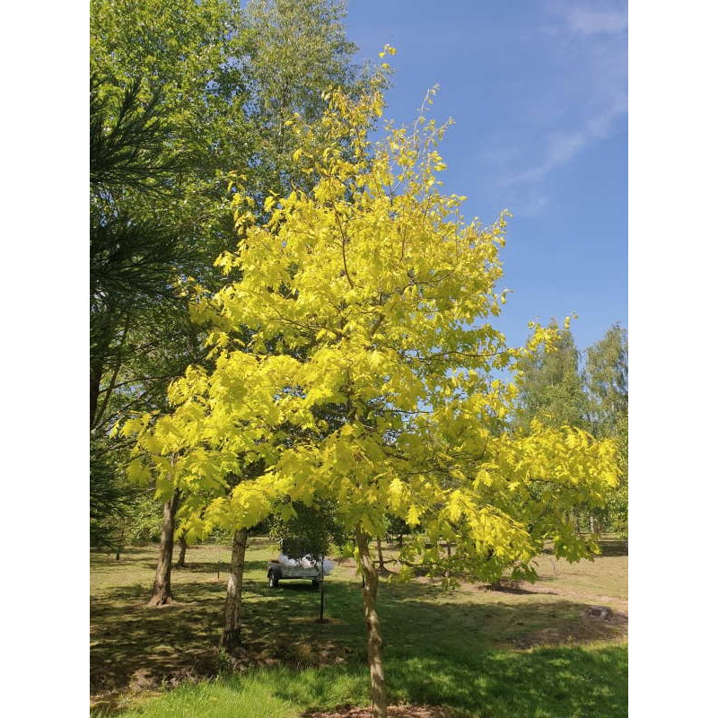 Quercus rubra 'Evenley Gold' - golden leaves in late Spring