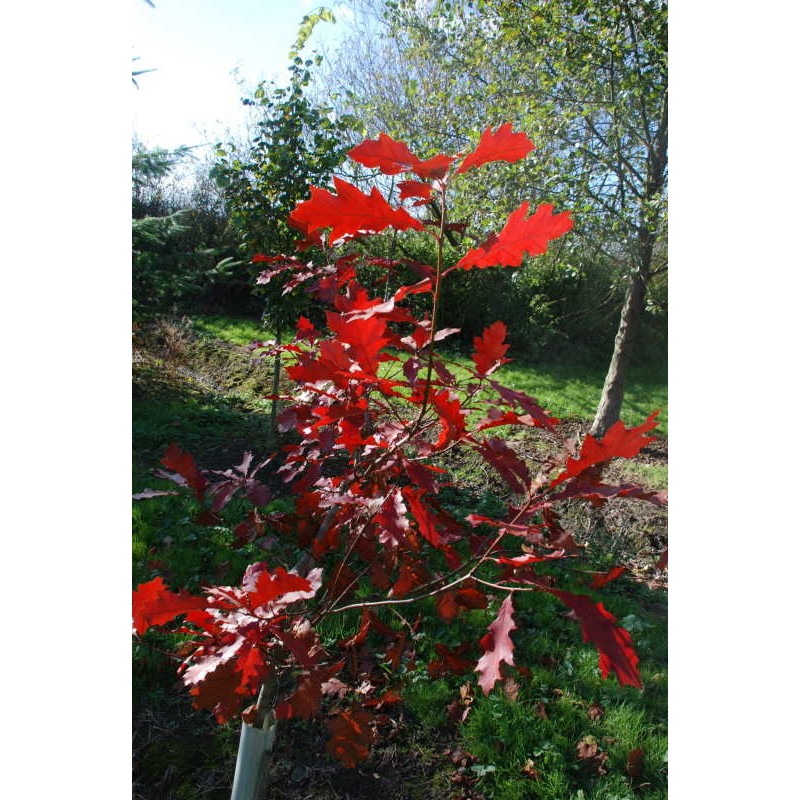 Quercus rubra 'Evenley Gold' - autumn colour