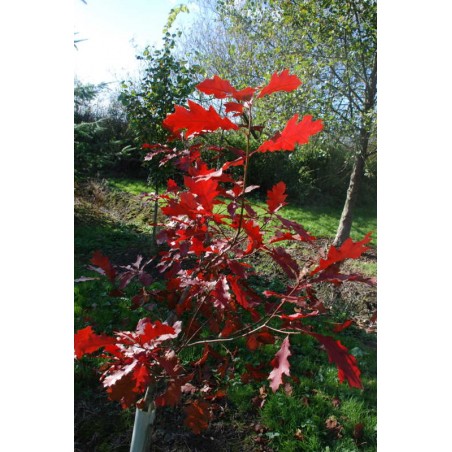 Quercus rubra 'Evenley Gold' - autumn colour Quercus rubra 'Evenley Gold' - autumn colour