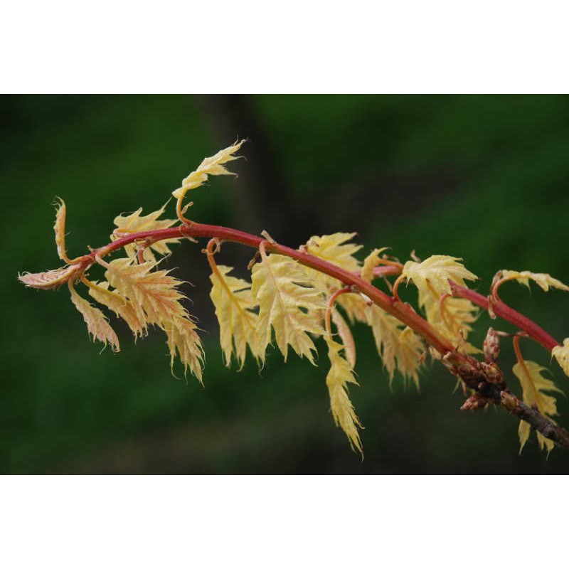 Quercus rubra 'Evenley Gold' - young leaves emerging in Spring