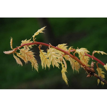 Quercus rubra 'Evenley Gold' - young leaves emerging in Spring Quercus rubra 'Evenley Gold' - young leaves emerging in Spring