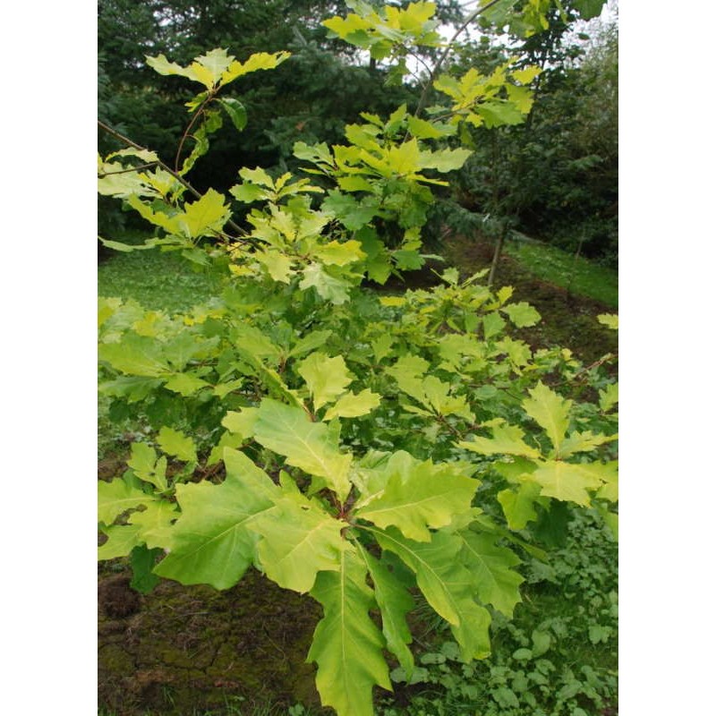 Quercus rubra 'Evenley Gold' - golden-green leaves in mid summer