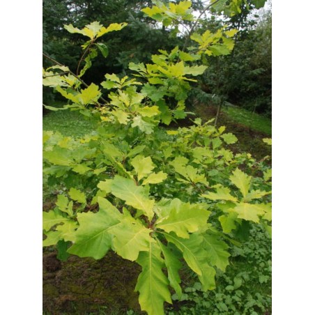 Quercus rubra 'Evenley Gold' - golden-green leaves in mid summer Quercus rubra 'Evenley Gold' - golden-green leaves in mid summer