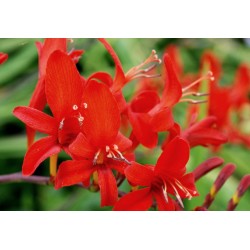 Crocosmia 'Lucifer' - vibrant red summer flowers