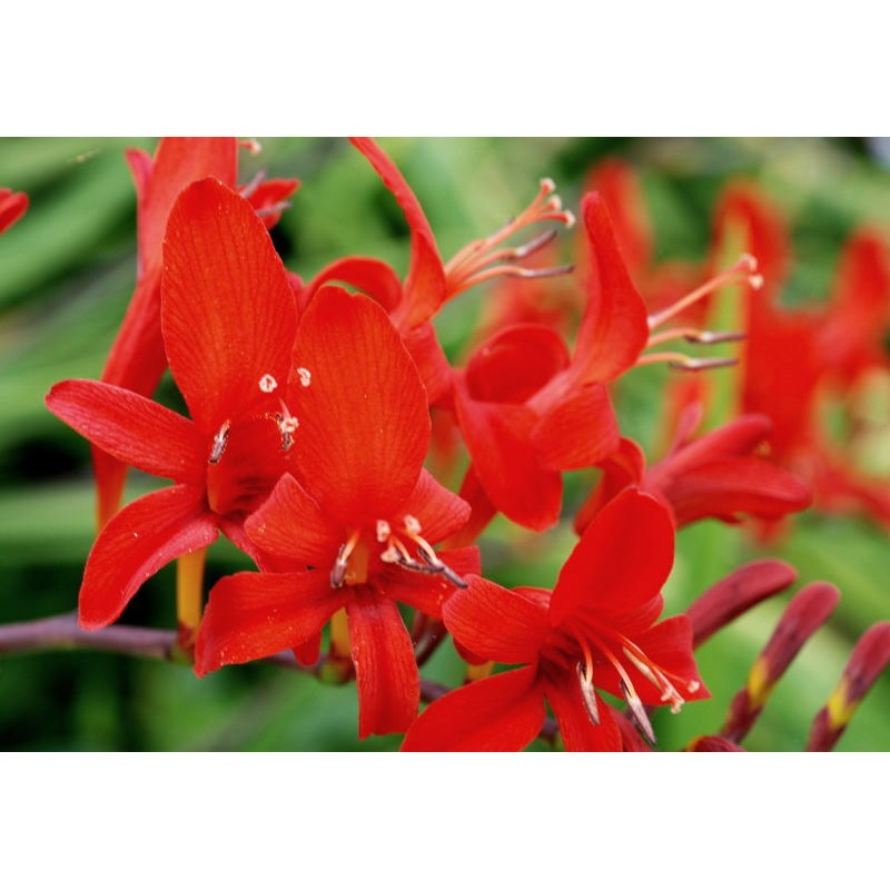 Crocosmia 'Lucifer' - vibrant red summer flowers