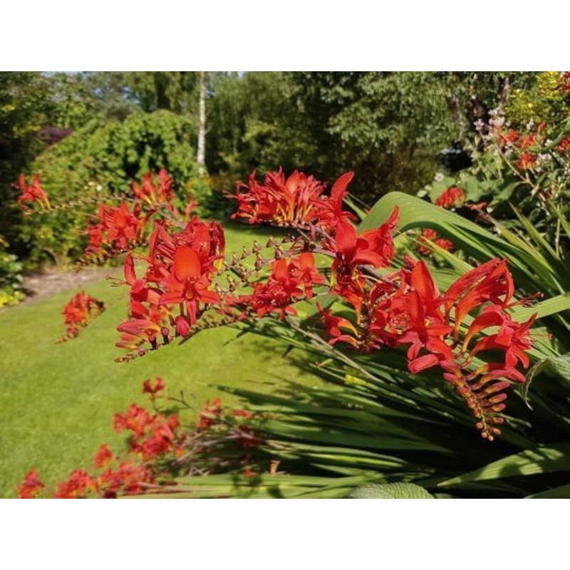 Crocosmia 'Lucifer' - masses of summer flowers