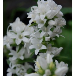 Campanula glomerata 'Alba' - summer flowers