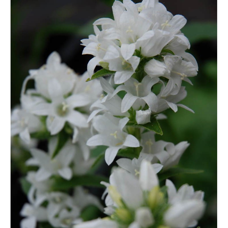 Campanula glomerata 'Alba' - summer flowers