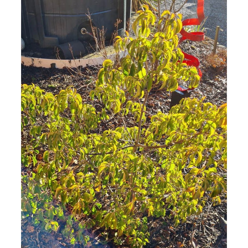 Cornus 'Summer Sky Tree' - leaves on a sunny day in mid Jan