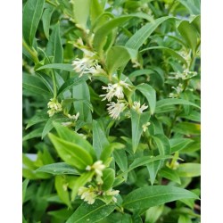 Sarcococca ruscifolia var chinensis 'Dragon Gate' - scented flowers in winter