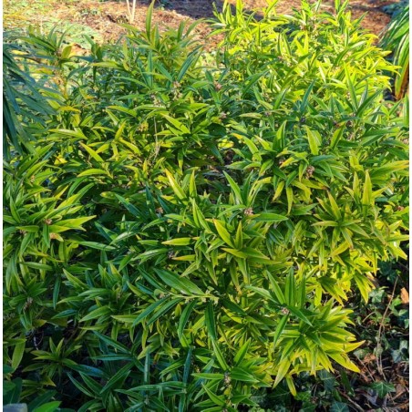 Sarcococca ruscifolia var chinensis 'Dragon Gate' - established plant Sarcococca ruscifolia var chinensis 'Dragon Gate' - established plant